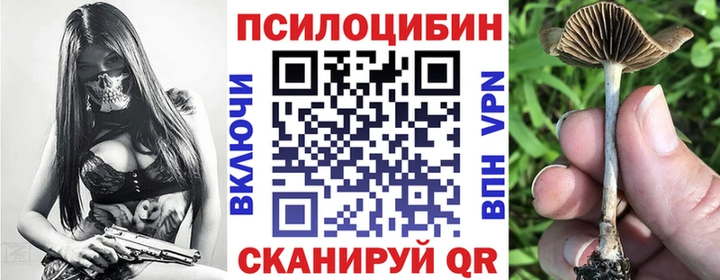 закладка  Ветлуга  Псилоцибиновые грибы Cubensis 